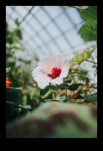 Morning Blooms: Începe-ți ziua cu atingerea vibrantă de hibiscus