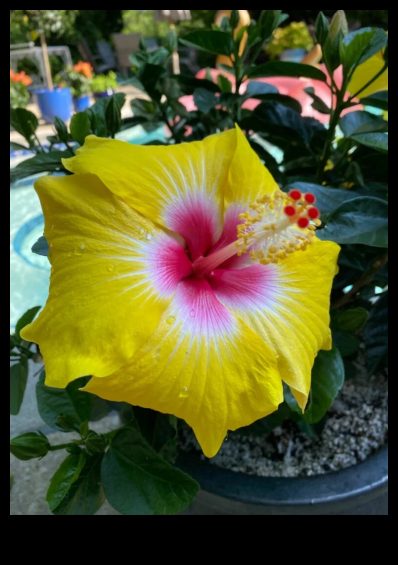 Morning Blooms: Începe-ți ziua cu atingerea vibrantă de hibiscus