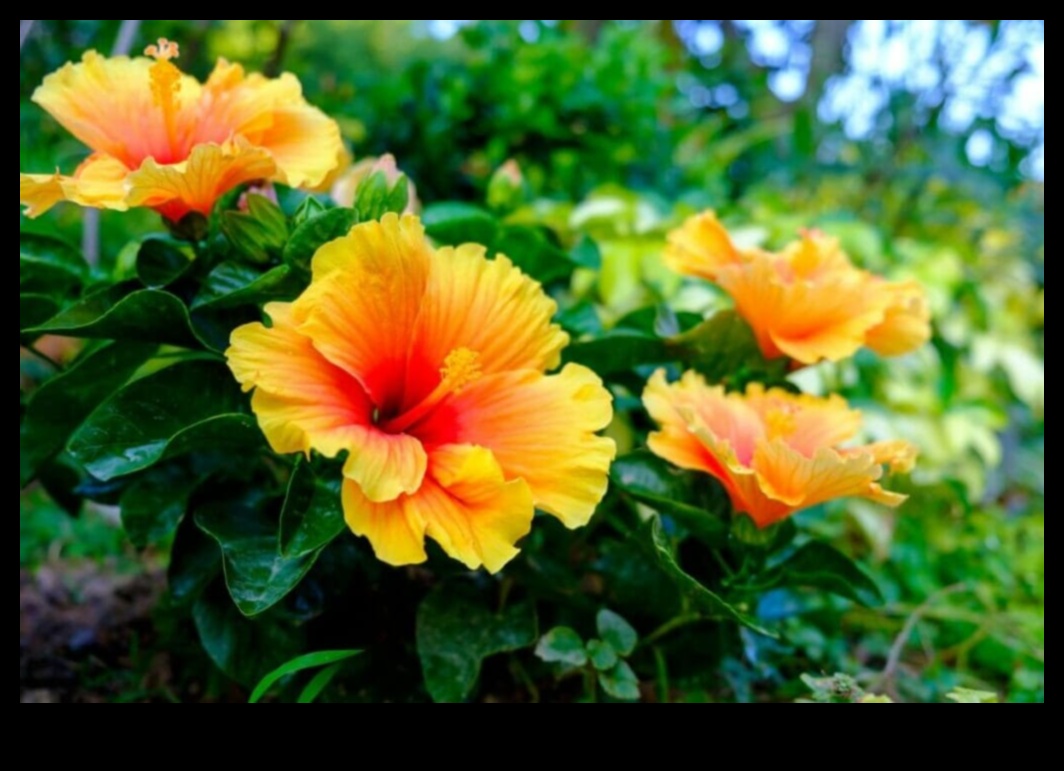 Morning Blooms: Începe-ți ziua cu atingerea vibrantă de hibiscus