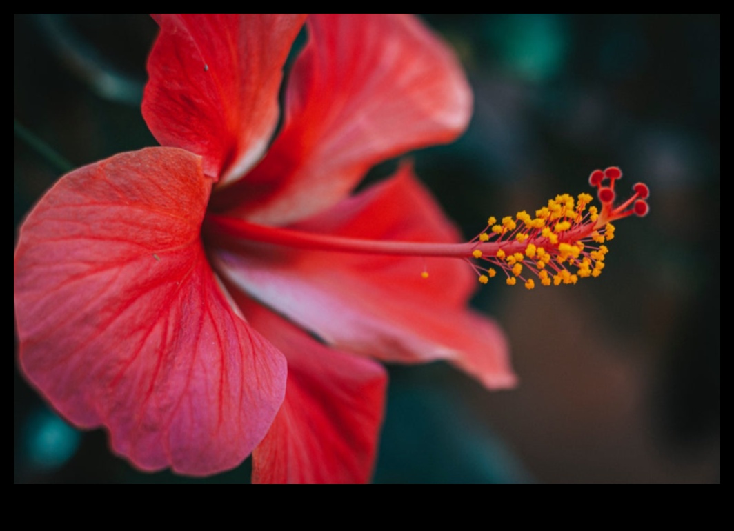 Morning Blooms: Începe-ți ziua cu atingerea vibrantă de hibiscus